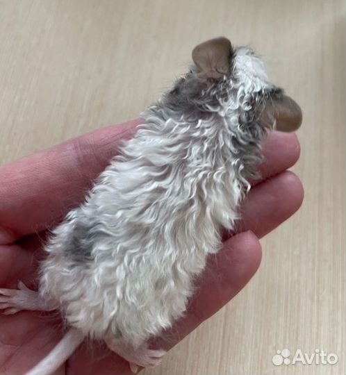 Сатиновые,кудрявые,декоративные мыши