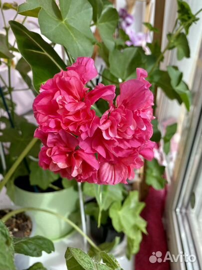 Пеларгония герань плющелистная Pink Chart