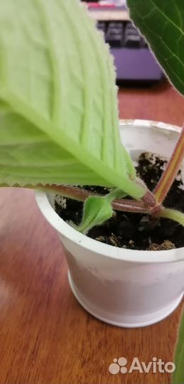 Глоксиния тидея