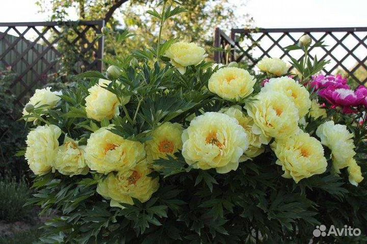 Пионы Бартзелла