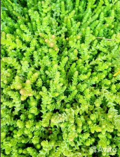 Почвокровники