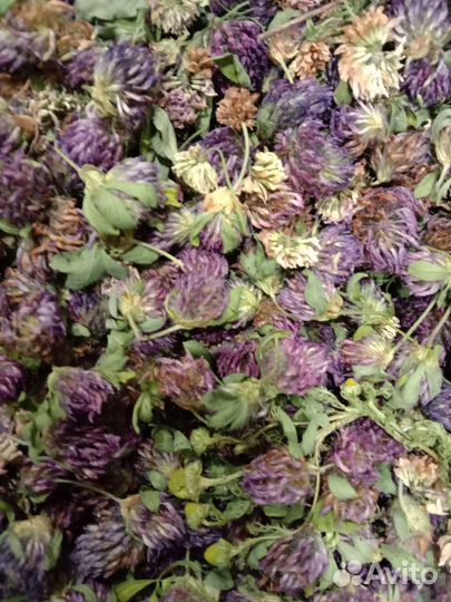 Клевер ромашка и другие засушенные травы 2023