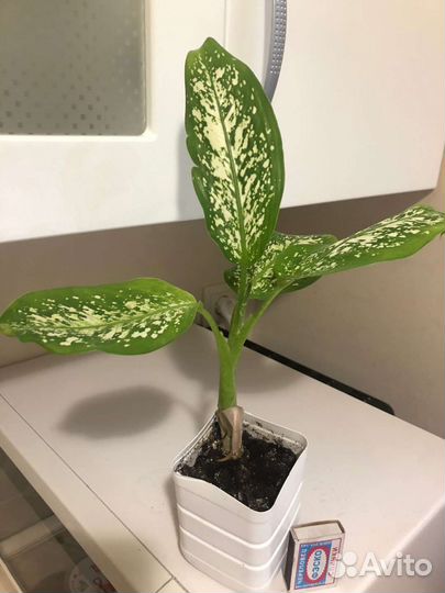 Диффенбахия