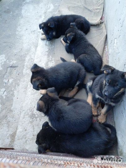 Собаки щенки