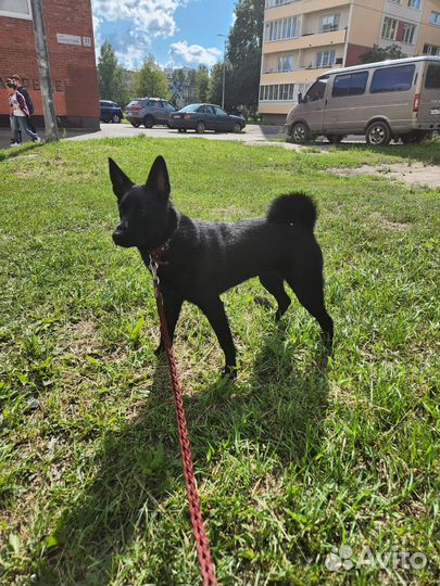 Отдам собаку