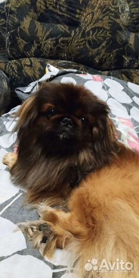 Вязка пекинес