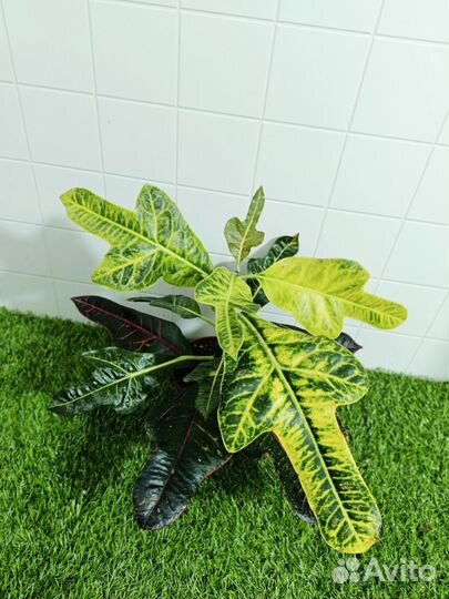 Кротон экселент