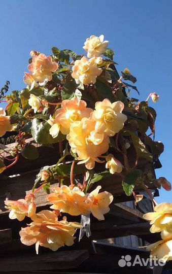 Бегония белликония