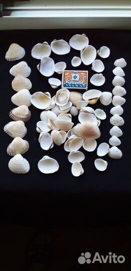 Морские ракушки скафарки