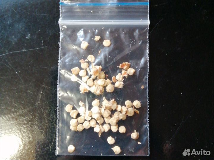 Комнатный острый перчик