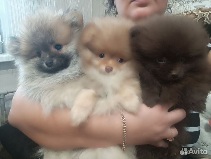 Померанский шпиц