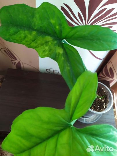 Сингониум моттлед. Филодендрон Бурле макс. Плющ
