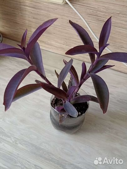 Традесканция пурпурная