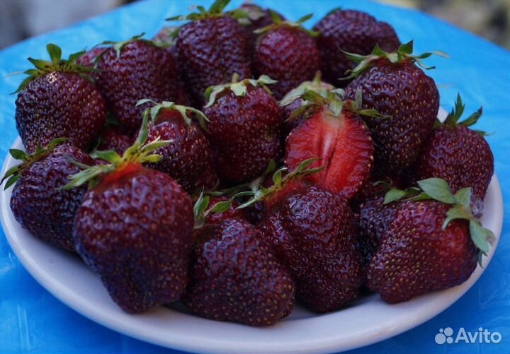 Черный принц