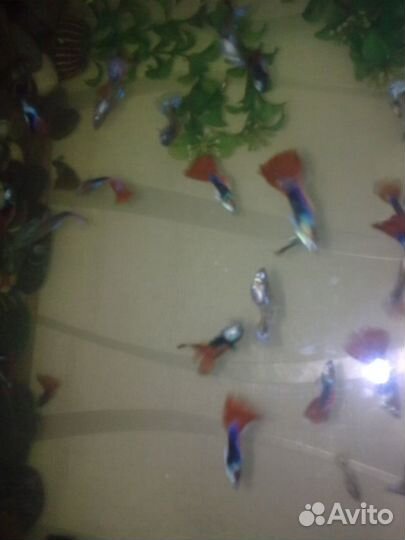 Рыбки гуппи