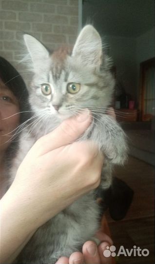 Кошка в дар