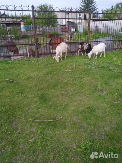 Дойные козы