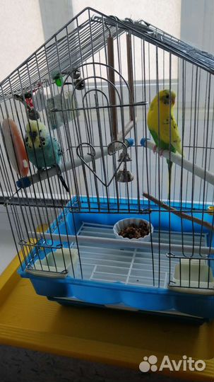 Клетка для попугая