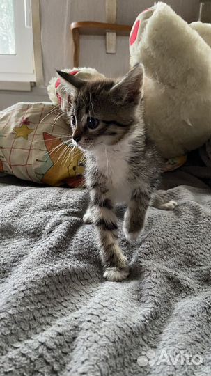 Котенок в добрые руки