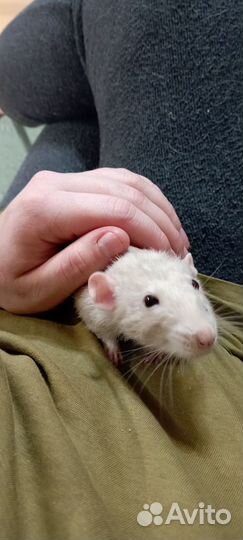 Крыса в добрые руки