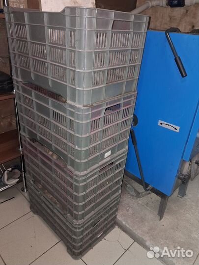 Семенной картофель