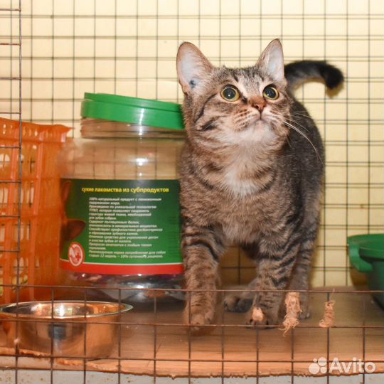 Кошка в дар