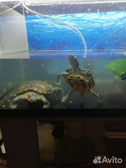 Одам 2 черепах мальчик и девочка