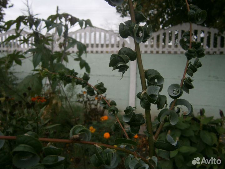 Ивы сортовые