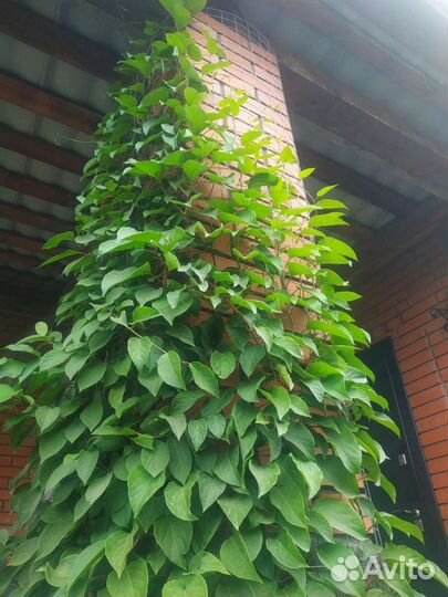 Лимонник китайский