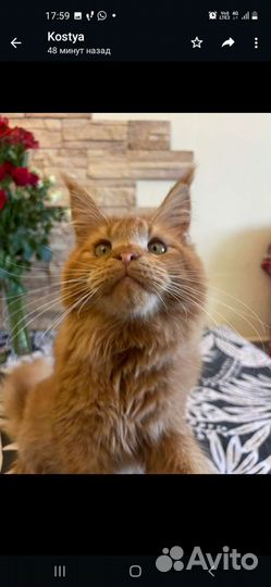 Котик мейн кун 5 месяцев