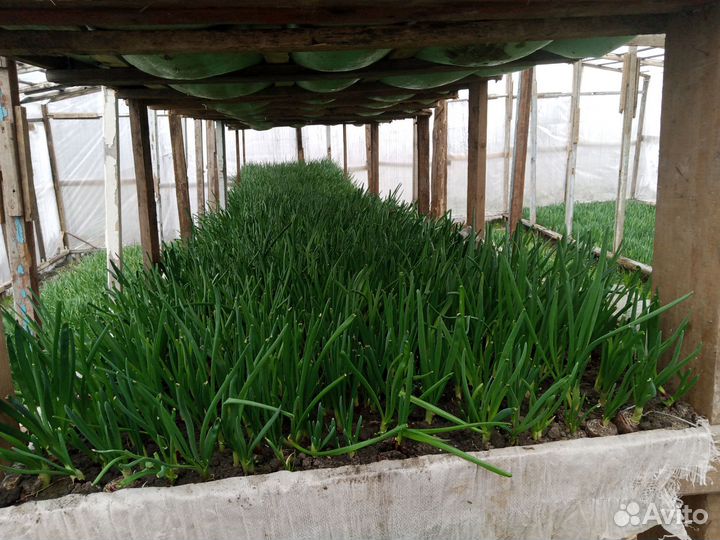 Лук зеленый