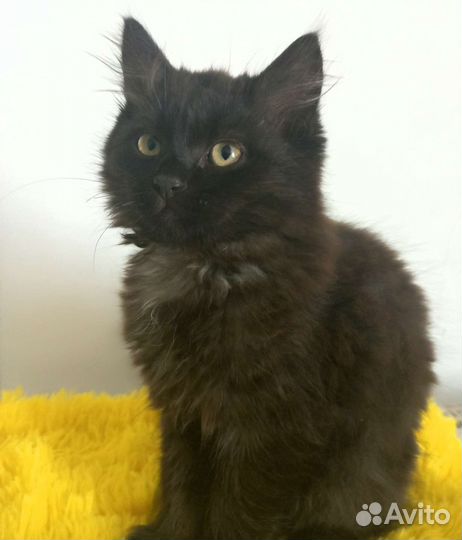 Котик в добрые руки