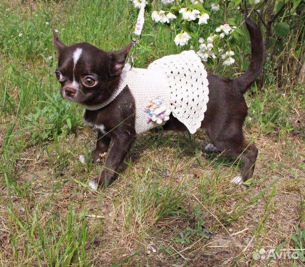 Шоколадная принцесса