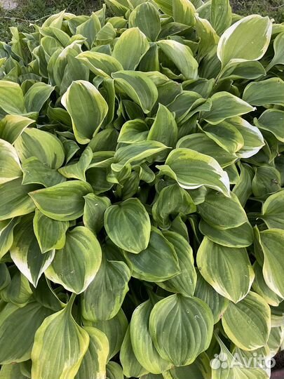 Хоста растение