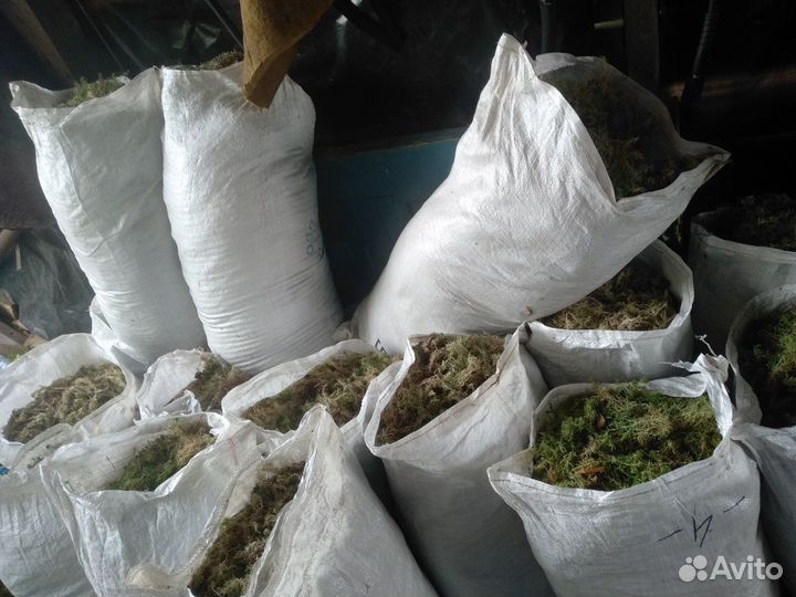 Мох Строительный