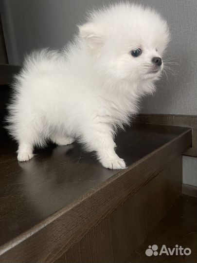 Немецкий шпиц