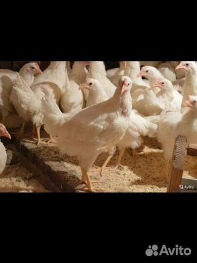 Куры молодки