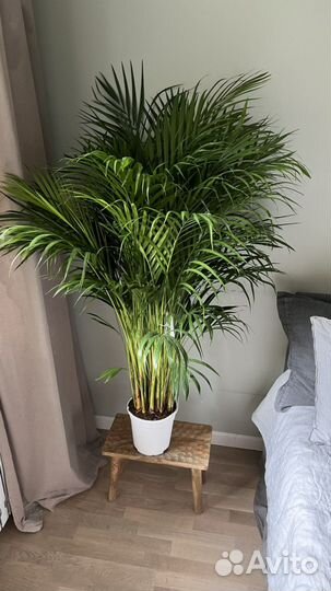 Комнатная пальма Арека
