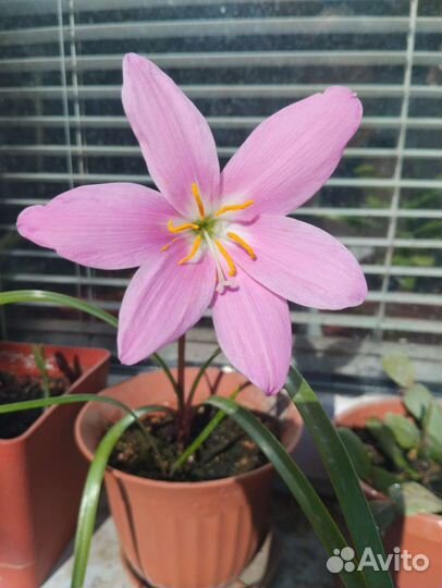 Зафирантес (выскочка) луковицы