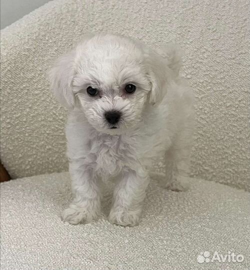 Болонка пудель