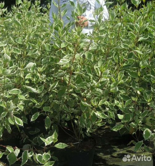 Дерен элегантиссима