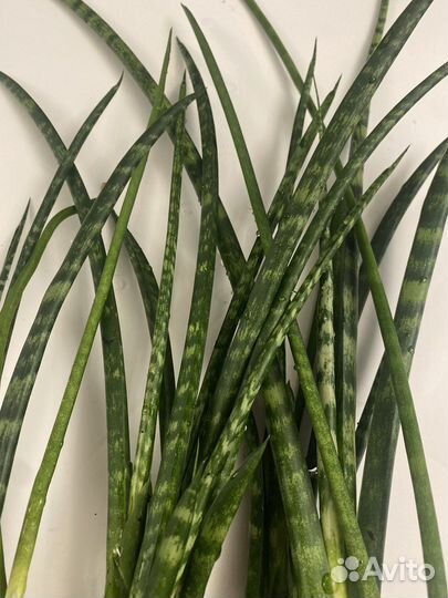 Сансевиерия цилиндрическая(цилиндрика )