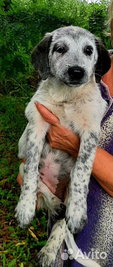 Щенок-девочка в добрые руки