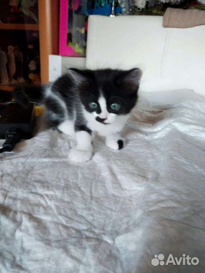 Котята в добрые руки бесплатно