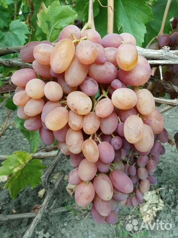 Саженцы винограда