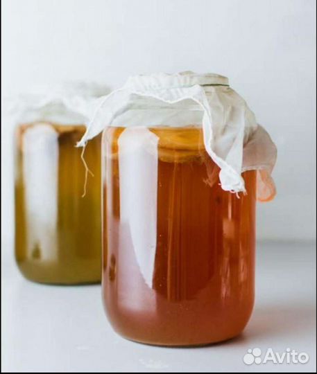 Чайный гриб