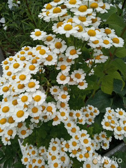 Цветы для сада