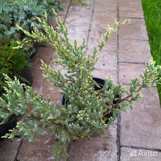 Можжевельник