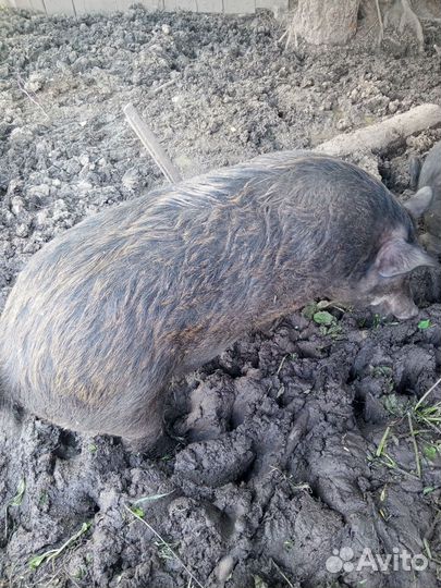 Гибрид дикий кабан с венгерской мангалицей