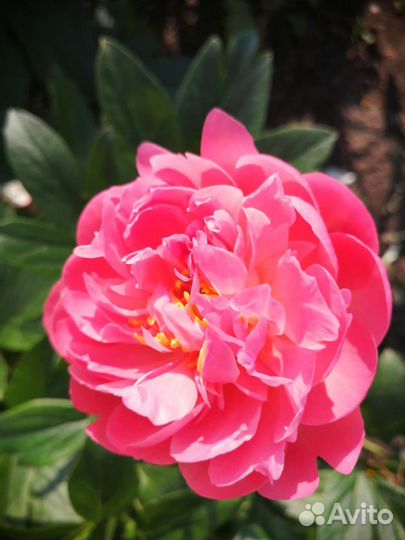 Саженцы пионов